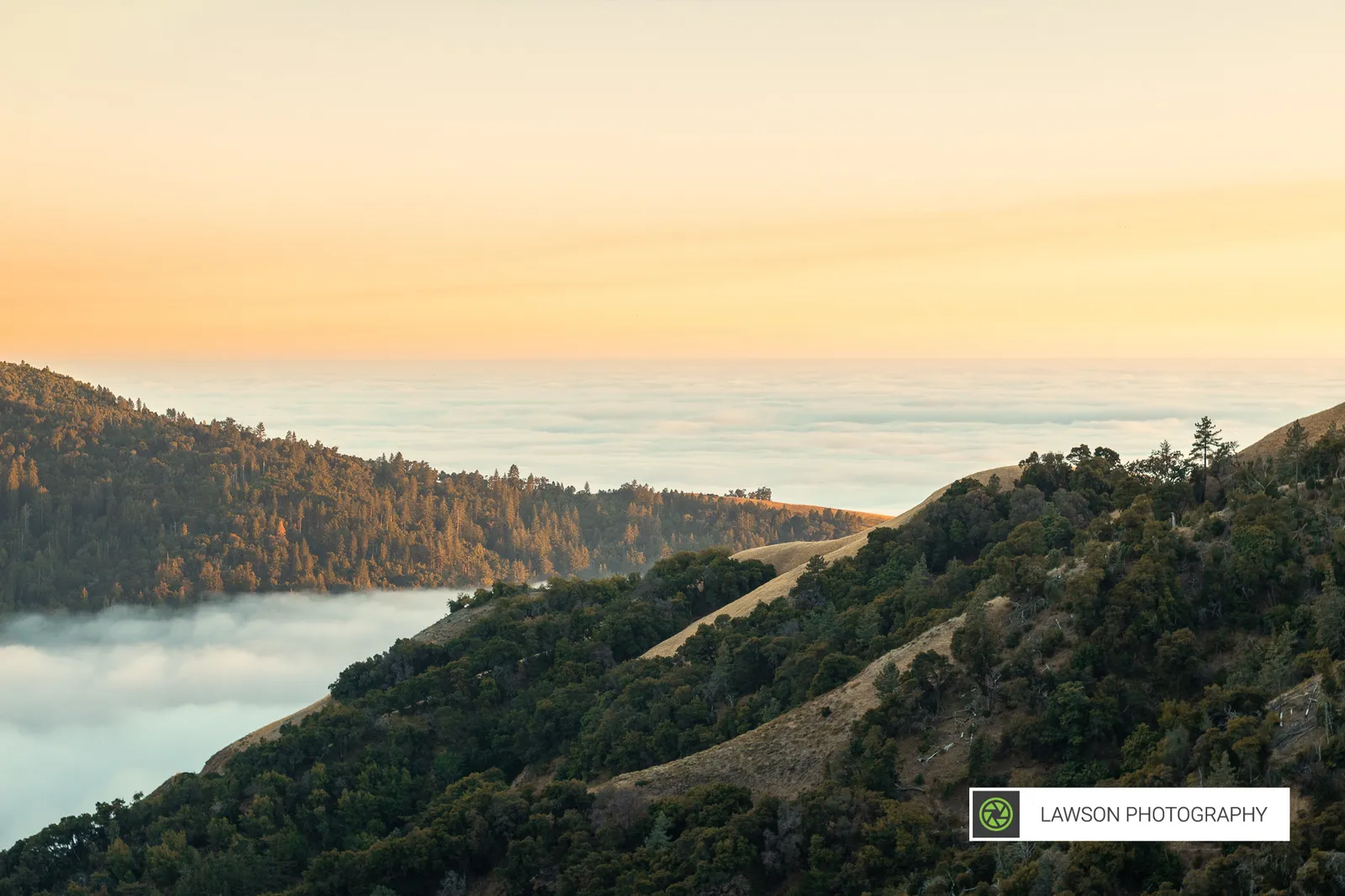 Forested ridges rising from a sea of fog under a pale orange sky at golden hour.