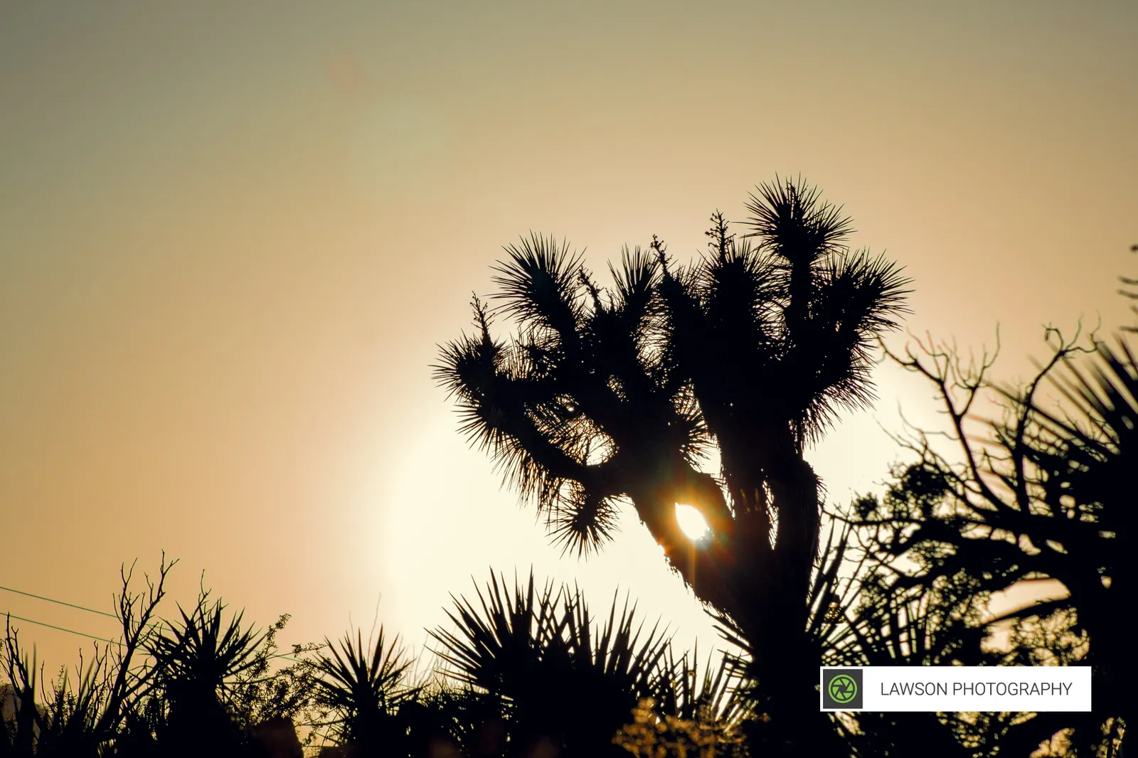 Silhouette of a Joshua tree with the sun flaring through its branches against a hazy golden sky.